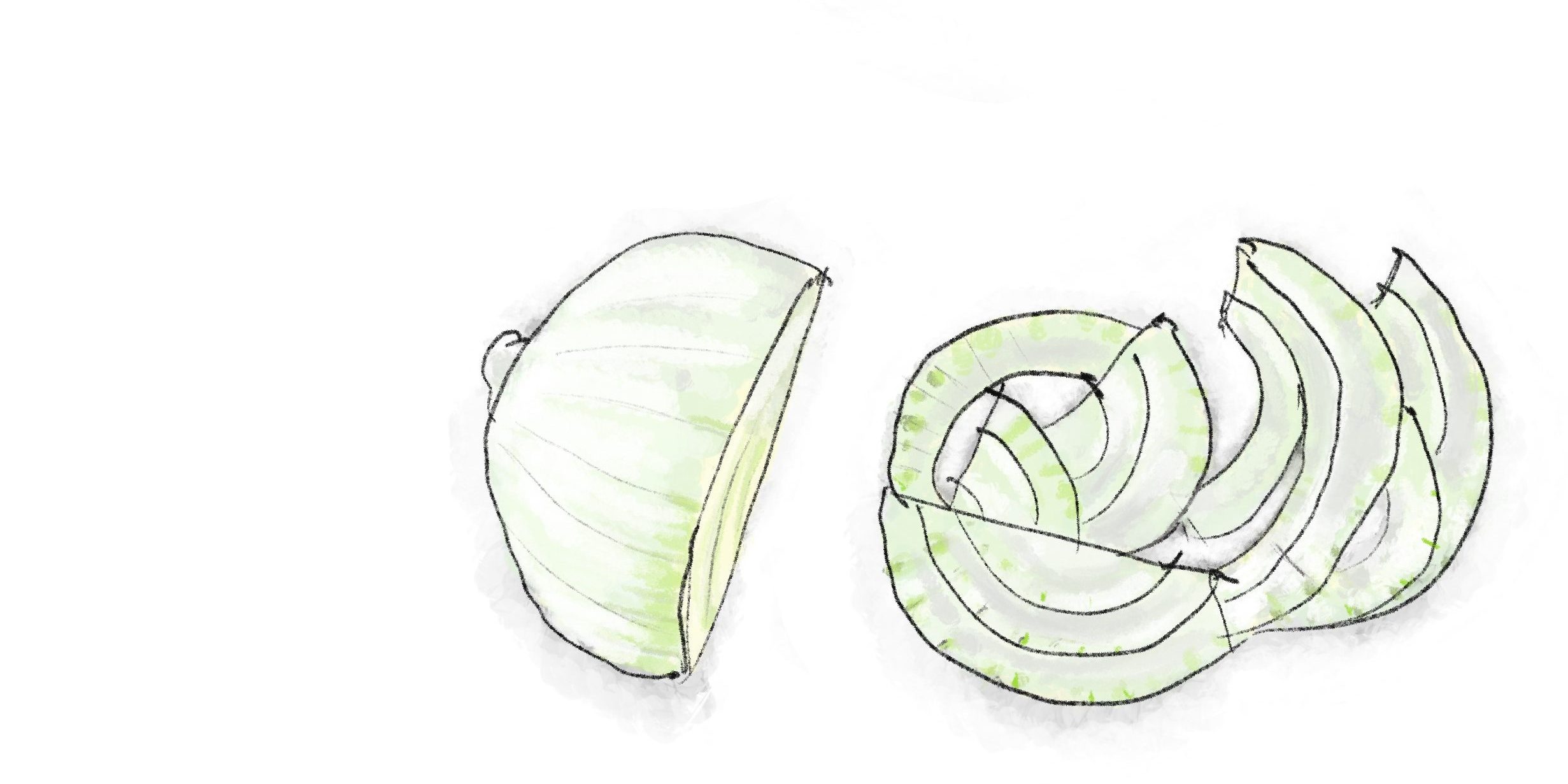 Hand drawn illustration of white onion.