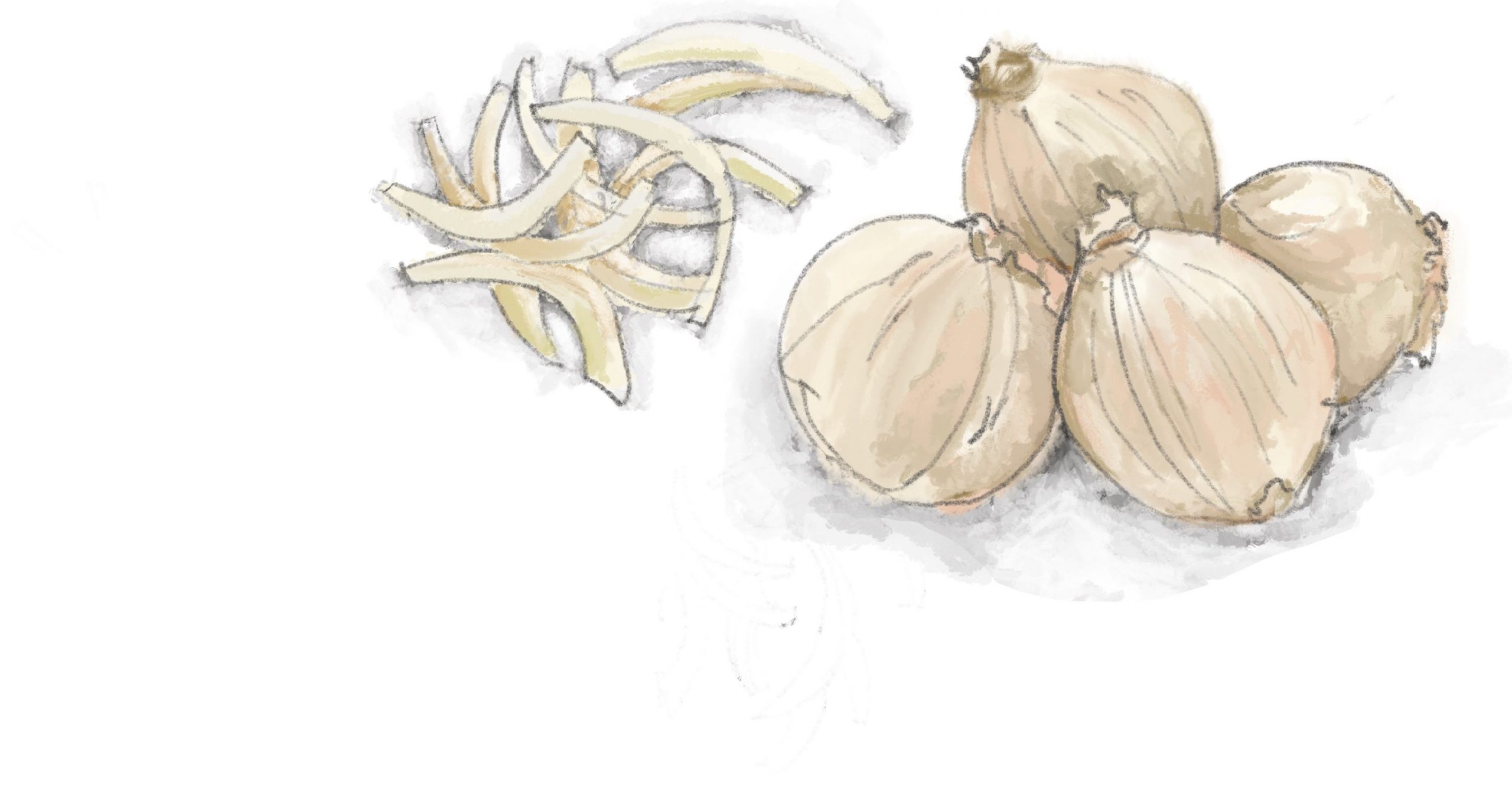 Hand-drawn illustration of red onions. 